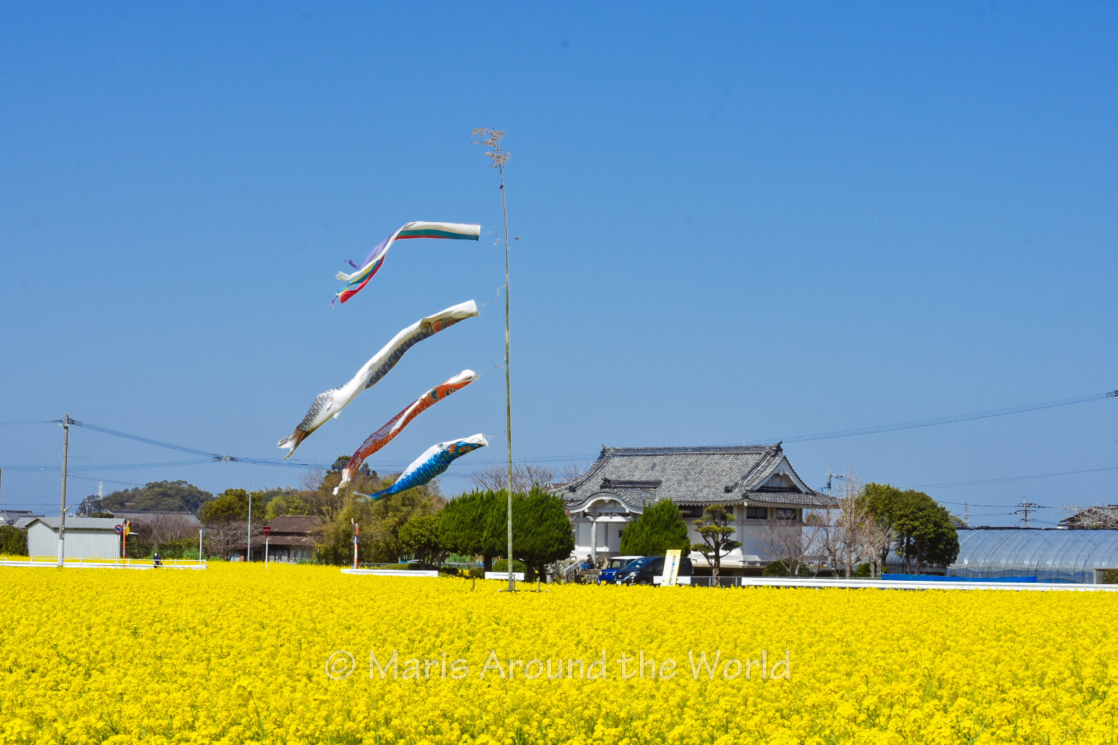 Nanohana and Carp Windsocks in Fukuoka, Japan