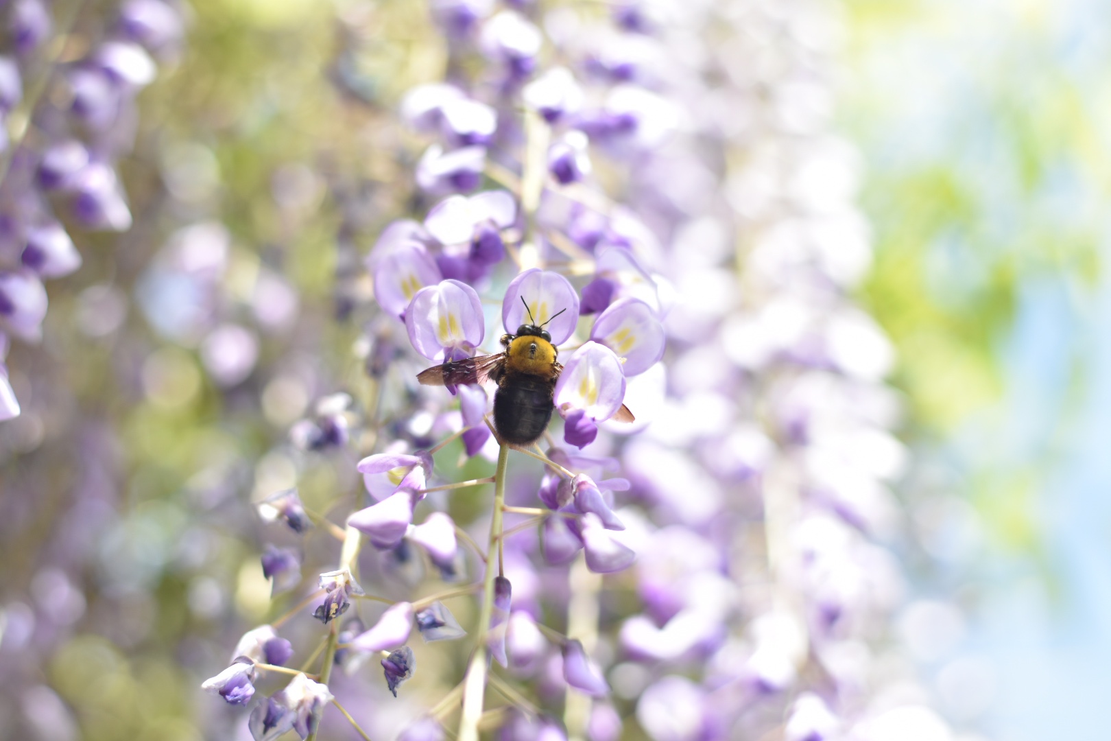 Bee on Wisteria Flower