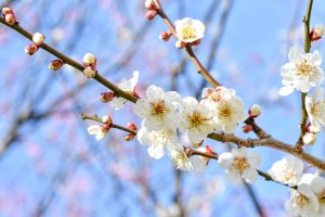 White plum blossoms Maizuru Park Fukuoka, Japan