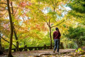 Girl walking in forest of maples leaves at Niiyama Shrine.