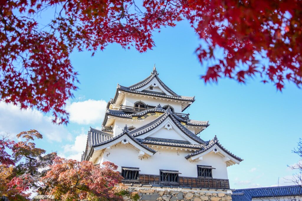 Hikone Castle and fall leaves.